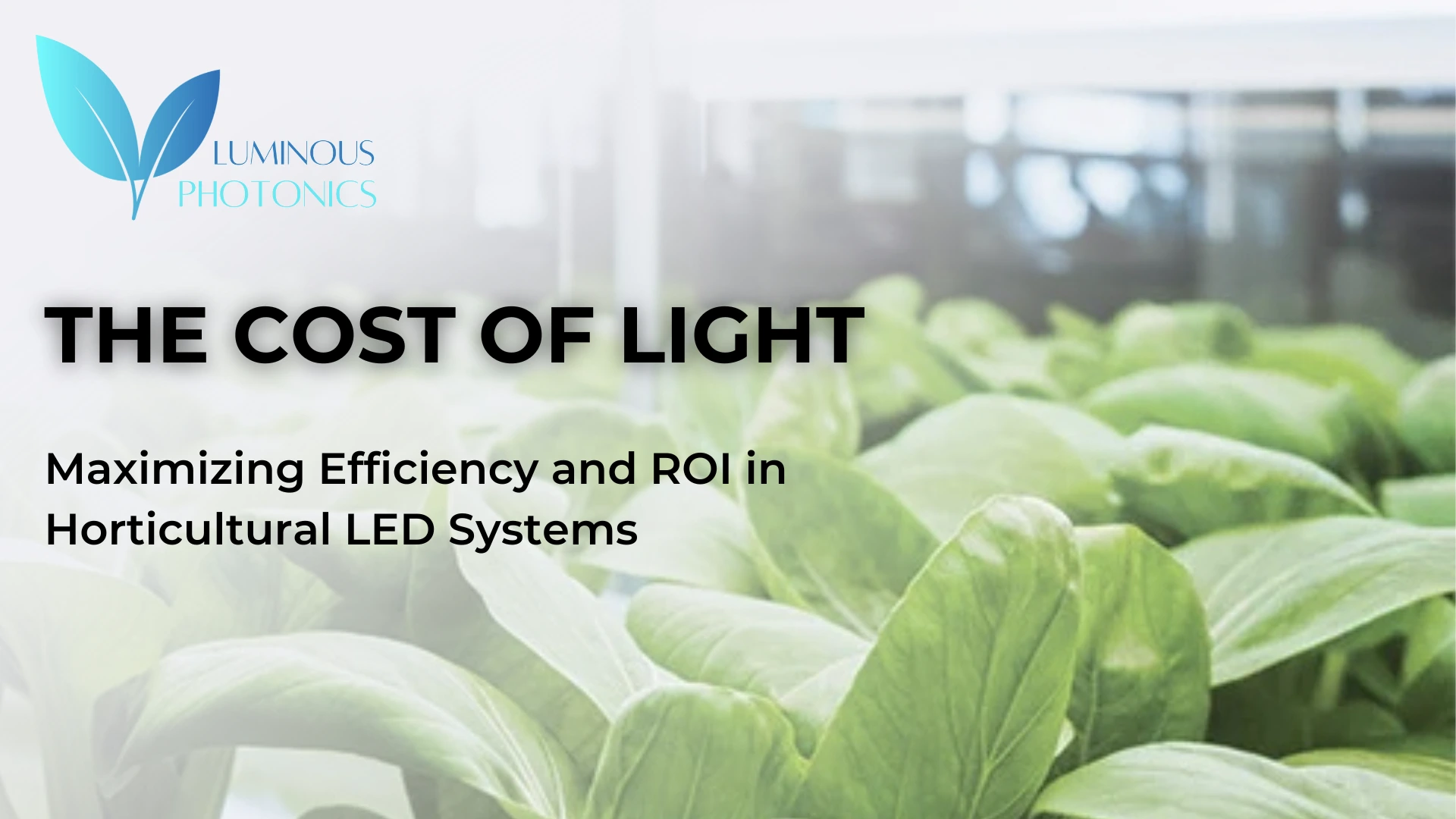 The Cost of Light: Maximizing Efficiency and ROI in Horticultural LED Systems